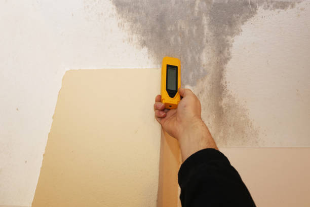 Best Mold Odor Removal Services  in Riverside, PA