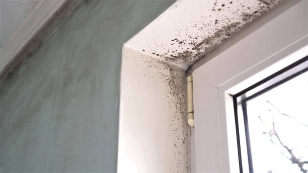 Best Mold Remediation for Vacation Homes  in Riverside, PA