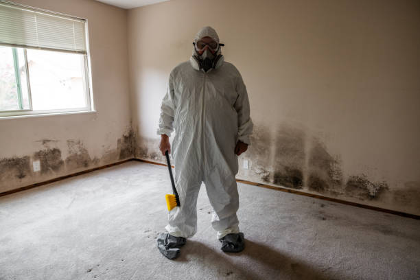 Professional Mold Inspection, Removal & Remediation in Riverside, PA