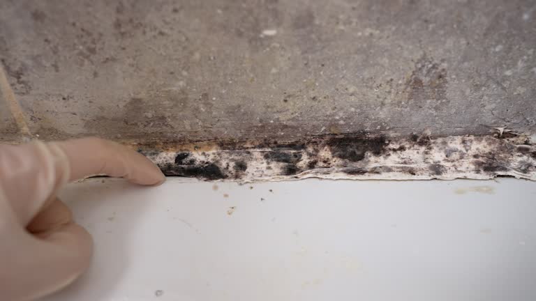 Best Asbestos and Lead Testing During Mold Inspection  in Riverside, PA